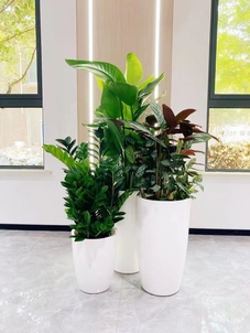 花卉出租设计哪家强？宁波北仑等你来瞧